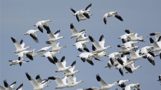 snow-geese.jpg