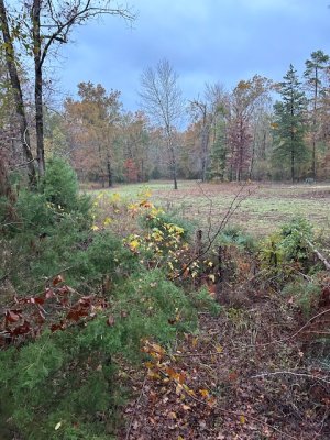 IMG_2339.jpeg