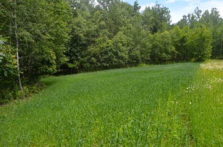 2014 Food Plot.jpg 2014 Food Plot.jpg