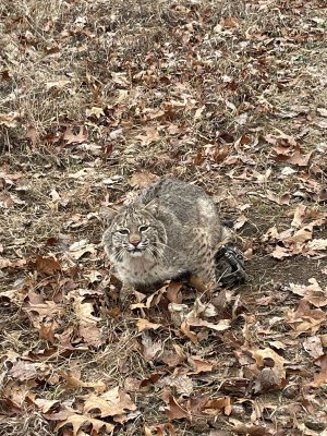 bobcat in trap.jpg