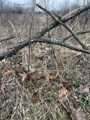 bobcat snare.jpg