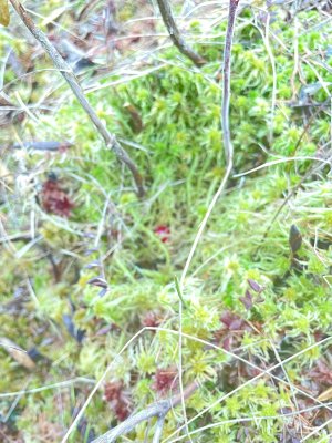 IMG_6095.jpeg