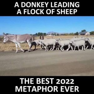 sheep.jpeg