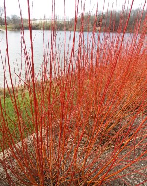 RGMW-2JAN-Salix-Flame-Dwyer-1.jpg RGMW-2JAN-Salix-Flame-Dwyer-1.jpg