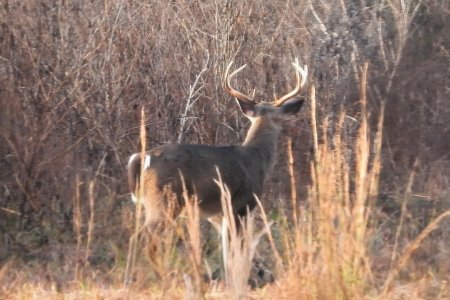 Buck in Weeds.jpg