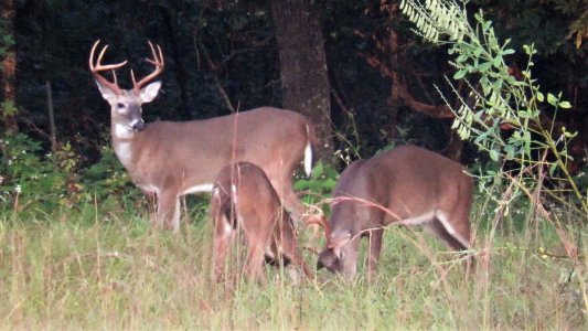 Sparring With Big Buck Watching.jpg