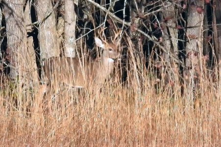 Young Buck In Broomsedge.jpg