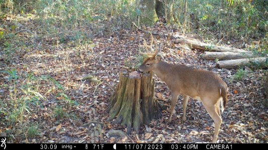 8 Point Salt Lick.jpg