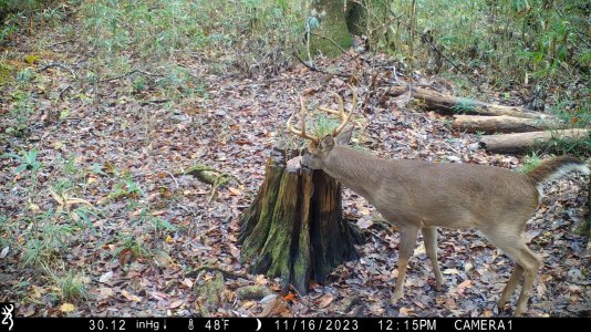 8 Point Salt Lick (2).jpg