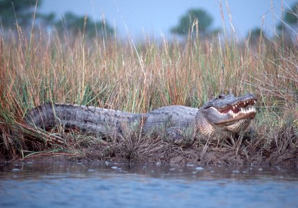 gator.jpg