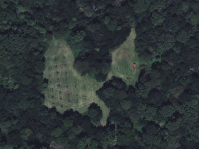 orchard.jpg