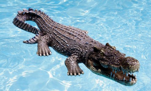 gator.jpg