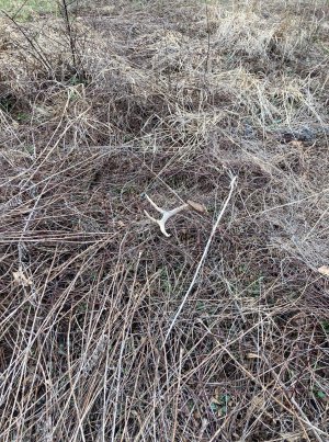 IMG_7060.jpeg