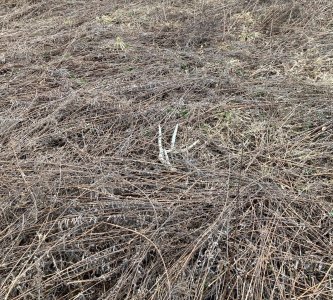 IMG_7056.jpeg