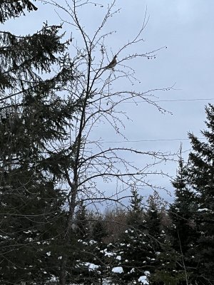 IMG_2566.JPG