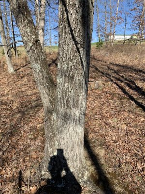 tree1.jpeg