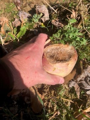 radish 2.jpg