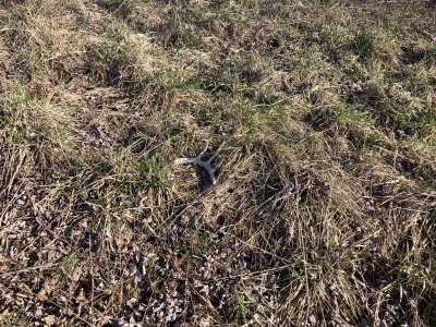 IMG_3595.jpeg