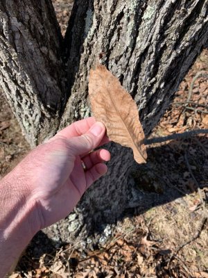 tree3.jpeg