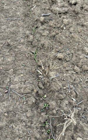 winter peas germinating.jpg