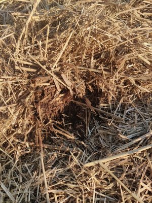 switch grass mulch 1000005220.jpg