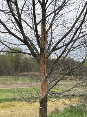 chestnut tree lightning.jpeg