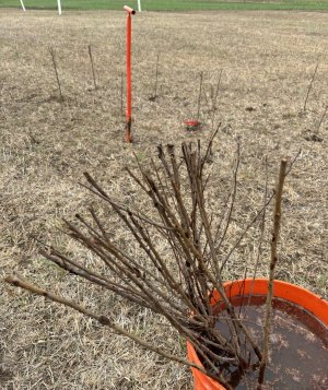 shrub planting 2.jpg