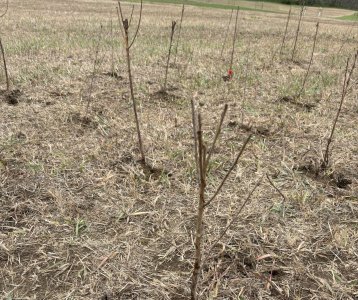 shrub planting 3.jpg