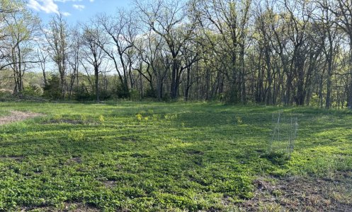 upper clover plot spring24.jpg