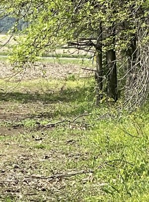 IMG_7497.jpeg IMG_7497.jpeg