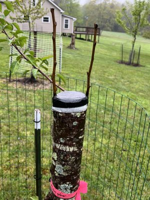 IMG_0447.jpeg