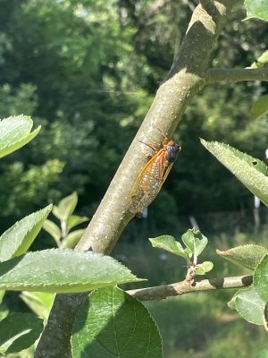 IMG_1248.jpeg