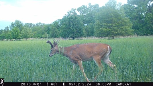 north farm buck.jpg