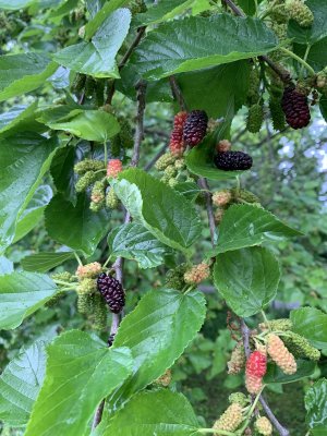 IMG_4053.jpeg