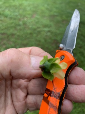 IMG_4120.jpeg