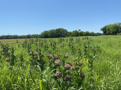 milkweed.jpg