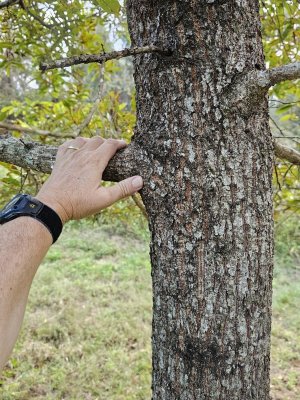 Sawtooth Trunk.jpg