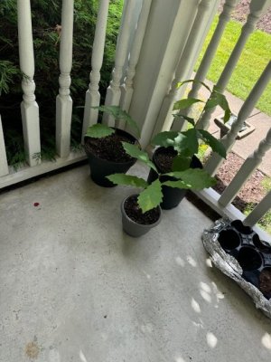 IMG_1067.jpeg