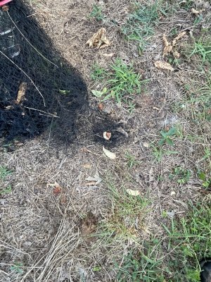 IMG_1803.jpeg IMG_1803.jpeg