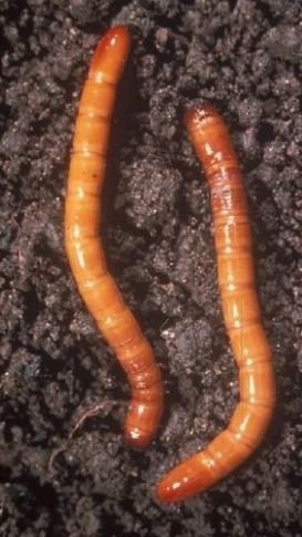 wireworm1.jpg