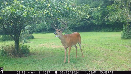 applebuck.jpg