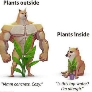 plants-outside-mmm-concrete-cozy-plants-inside-is-this-tap-water-i-298293.jpg