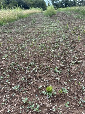 cools season pollinator mix germinated.jpg