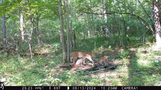 bobcat mom and 2 kits copy.JPG