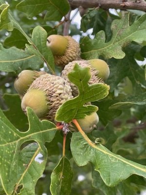 mystery acorns.jpg