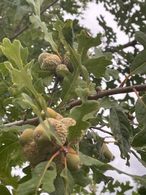 mystery acorns 2.jpg