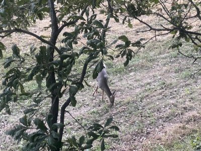 IMG_6115.jpeg