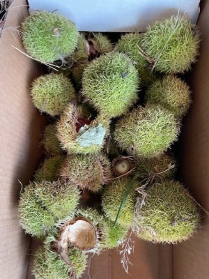 chestnut burs green.jpg