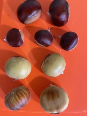 chestnuts size and ripe 2.jpg