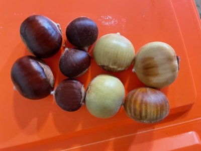 chestnuts size and ripe 3.jpg